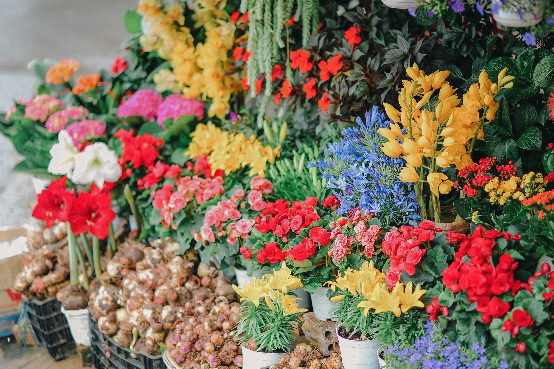 A legszebb budapesti virágboltok